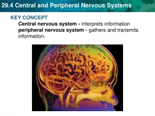 KEY CONCEPT  Central nervous system -  interprets information