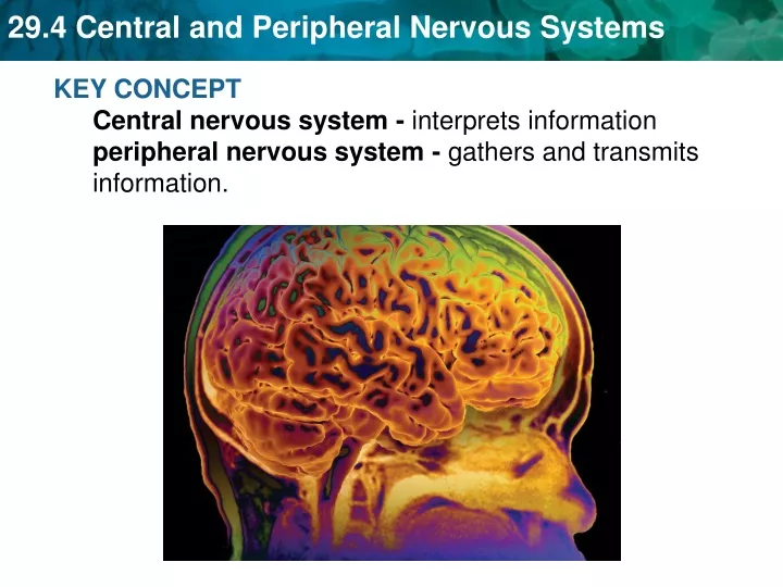 key concept central nervous system interprets