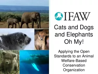 Cats and Dogs and Elephants Oh My!