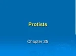 Protists - slide 1