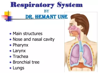 Main structures Nose and nasal cavity Pharynx  Larynx Trachea Bronchial tree  Lungs