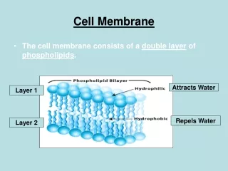 Cell Membrane