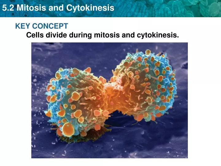 key concept cells divide during mitosis