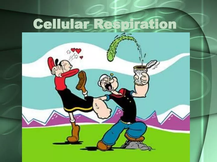 cellular respiration