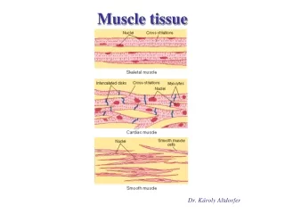 muscle tissue