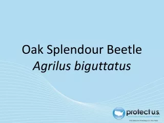Oak Splendour Beetle Agrilus biguttatus