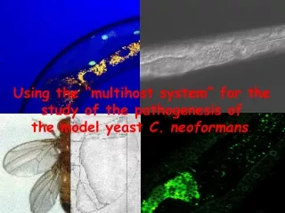 Using the “multihost system” for the  study of the pathogenesis of  the model yeast  C. neoformans