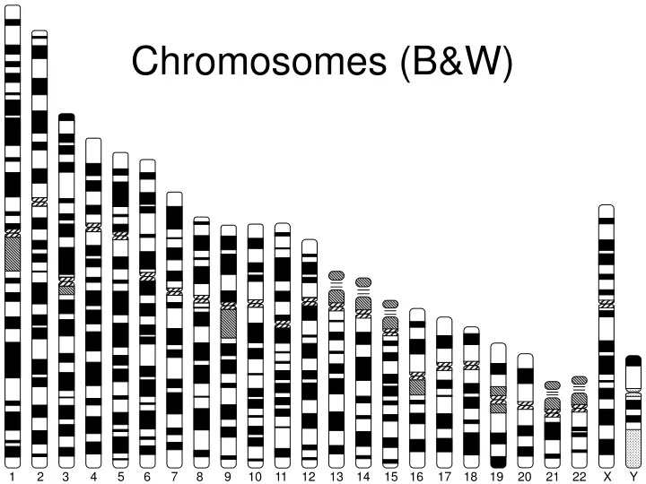 chromosomes b w