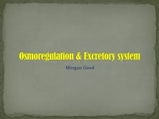 Osmoregulation &amp; Excretory system