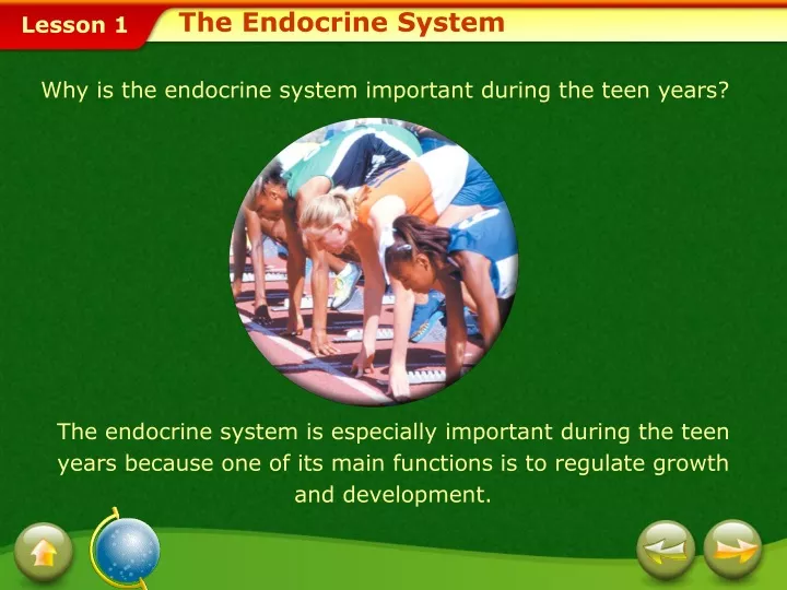 the endocrine system