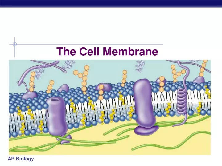 the cell membrane