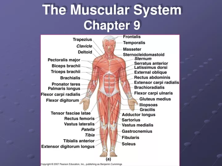 the muscular system chapter 9