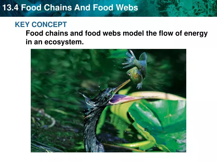 key concept food chains and food webs model