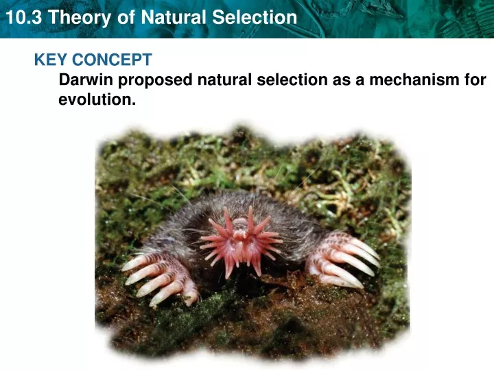 key concept darwin proposed natural selection
