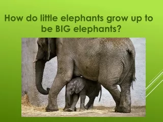 How do little elephants grow up to be BIG elephants?