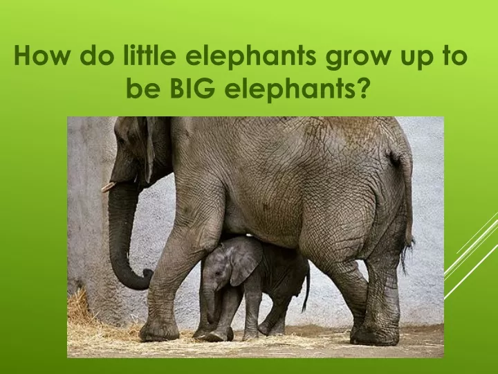 how do little elephants grow