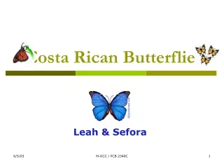 Costa Rican Butterflies