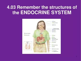 4.03 Remember the structures of the  ENDOCRINE SYSTEM