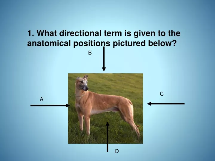 1 what directional term is given