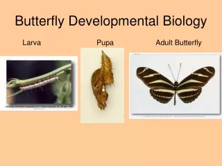 Butterfly Developmental Biology