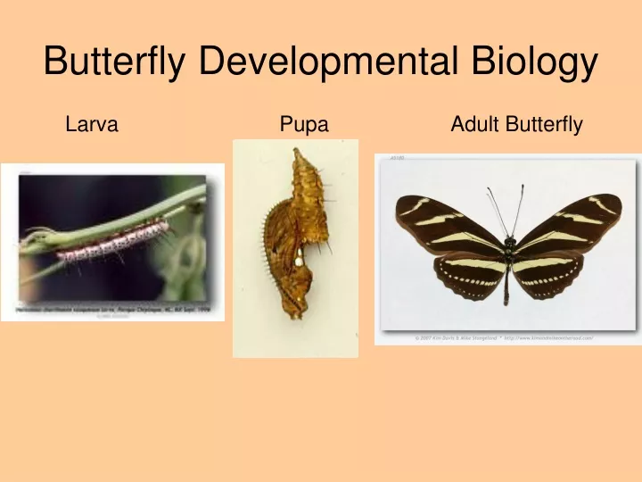 butterfly developmental biology