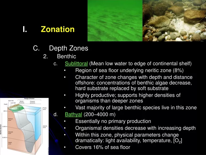 zonation depth zones benthic sublittoral mean