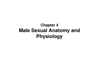 Chapter 4  Male Sexual Anatomy and Physiology