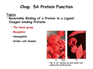 Chap. 5A Protein Function