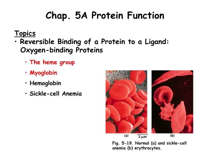 chap 5a protein function