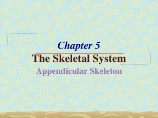 Chapter 5 The Skeletal System Appendicular Skeleton