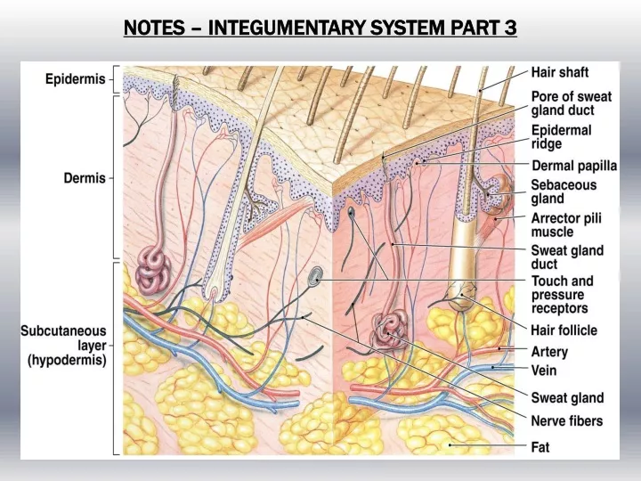 notes integumentary system part 3