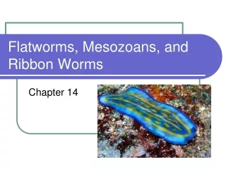 Flatworms, Mesozoans, and Ribbon Worms