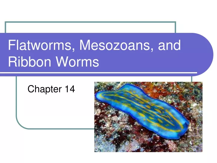 flatworms mesozoans and ribbon worms