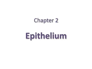 Chapter 2 Epithelium