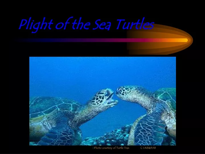 plight of the sea turtles