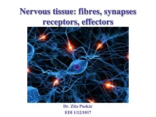 Nervous tissue :  fibres ,  synapses receptors ,  effectors