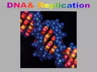 DNA&amp; Replication