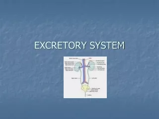 EXCRETORY SYSTEM