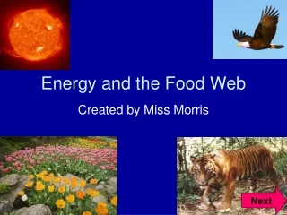 Energy and the Food Web