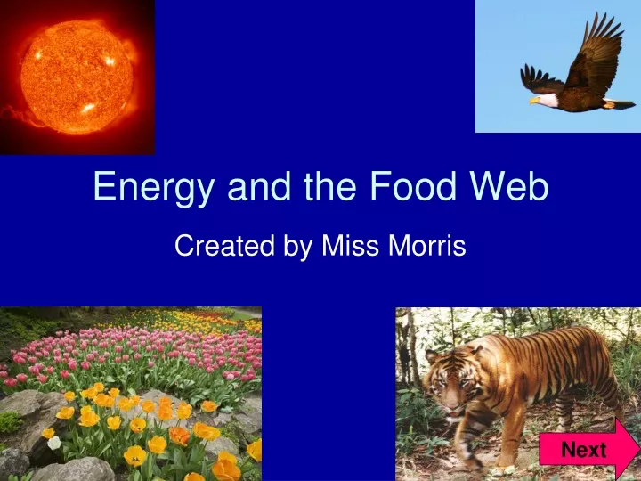 energy and the food web