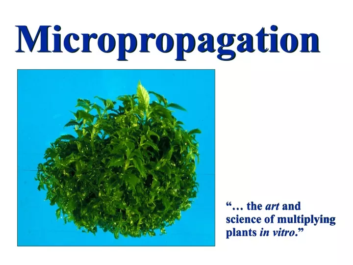 micropropagation