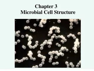 Chapter 3                Microbial Cell Structure