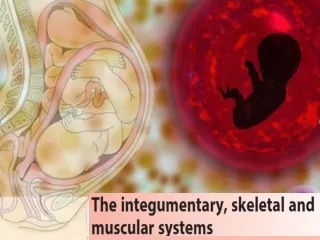 The integumentary system.
