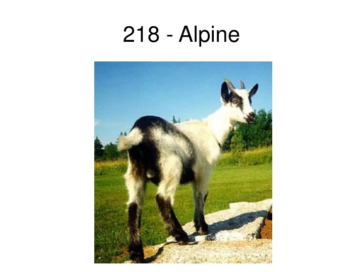 218 alpine