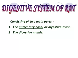 DIGESTIVE SYSTEM OF RAT
