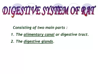 digestive system of rat