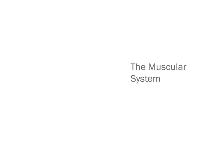 the muscular system