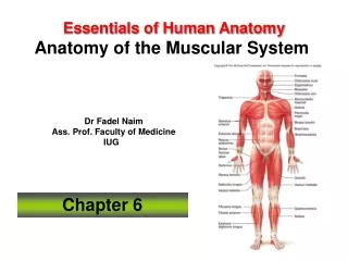 Essentials of Human Anatomy  Anatomy of the Muscular System