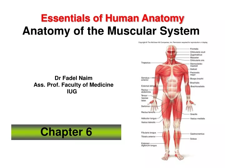 essentials of human anatomy anatomy of the muscular system