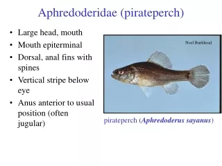 Aphredoderidae (pirateperch)